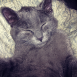 Romeo - Happy Kitten